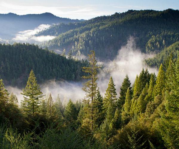 Planet Partners with Canadian universities to research boreal forests