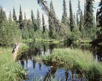 Canadian Boreal Forest Gets Some Protection