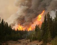 Let wildfires burn when prudent