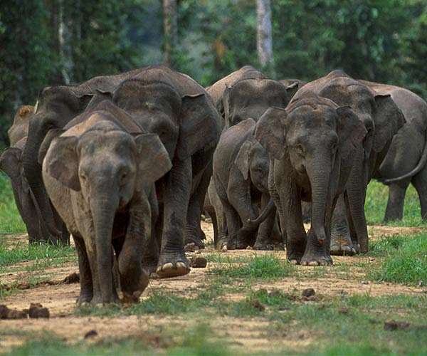 Rare twin elephants take first steps in Myanmar