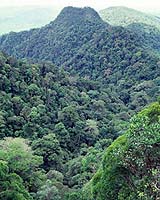 Indonesia, Malaysia, Brunei Agree To Save Heart Of Borneo