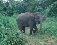 Two rare Indonesian elephants found dead without tusks