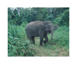 Malaysia pygmy elephant gores Australian to death