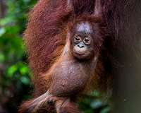 Great apes and ravens plan without thinking