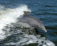 Dolphin hunting season kicks off in Japan