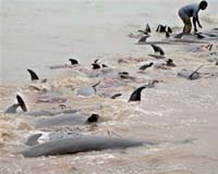 400 dolphins dead on Peru beaches