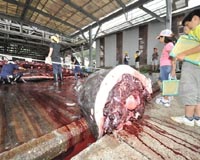 Iceland plans huge whale meat export to Japan: firm