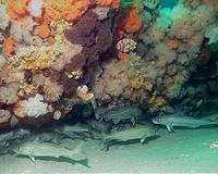 Cod and climate