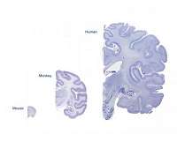 How to build a brain: discovery answers evolutionary mystery