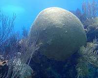 130-year-old brain coral reveals encouraging news for open ocean