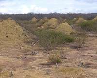 Wall curvature dictates logic of termite nest construction