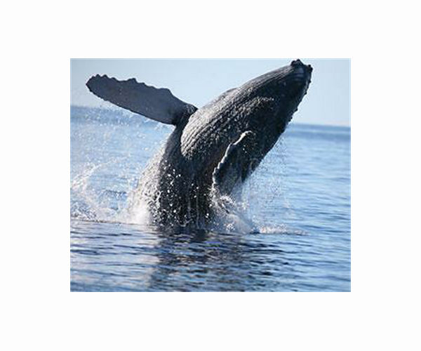 Marine scientists urge Biden administration to protect Gulf of Mexico Rice's whales