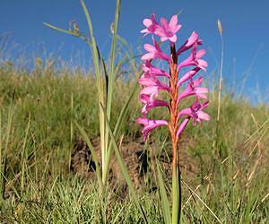Ecologists Use Power of Network Science to Challenge Long-Held Theory