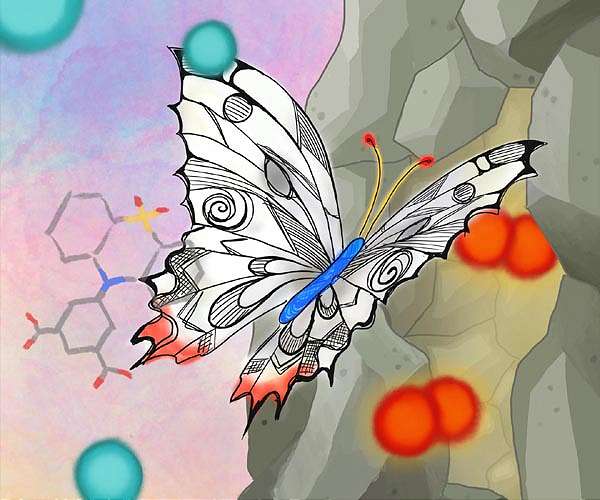 In Ecuadoran Amazon, butterflies provide a gauge of climate change