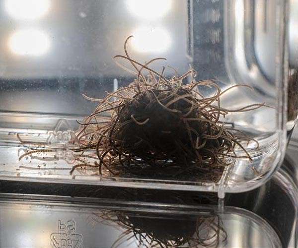 Collective worm and robot 'blobs' protect individuals, swarm together