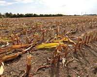 California farmers spared worst of water rationing: governor