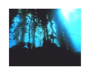 Radiation from Japan found in kelp off US West Coast