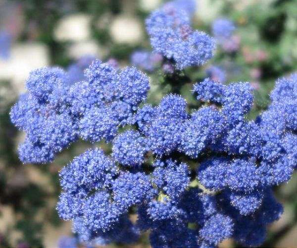 How to help save plants from extinction