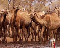 Snipers to cull up to 10,000 camels in drought-stricken Australia