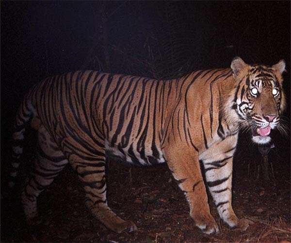 Second Indonesia tiger attack in days, hunt ongoing