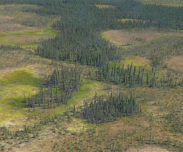 Peatland conservation may prevent new diseases from jumping to humans