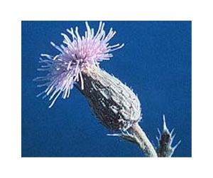 Sudangrass Recommended To Combat Canada Thistle