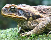 Invasive species: toxic toad is vulnerable to Aussie ant
