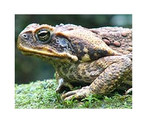 Knee-high fence to halt rampaging Australian toads