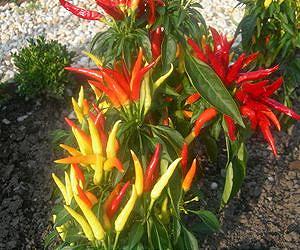 Laser technology sorting method can improve Capsicum pepper seed quality