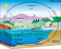 Climate models fail to account for CO2's impact on life, scientists say