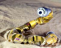 Snake robots learn to turn by following the lead of real sidewinders