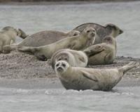 Bird flu suspected in mass deaths of Scandinavian seals