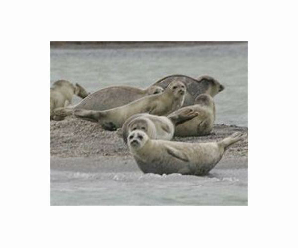 At least 2,500 seals found dead on Russia's Caspian Sea coast