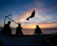 Tropical fish swim into Europe's waters as common species head north