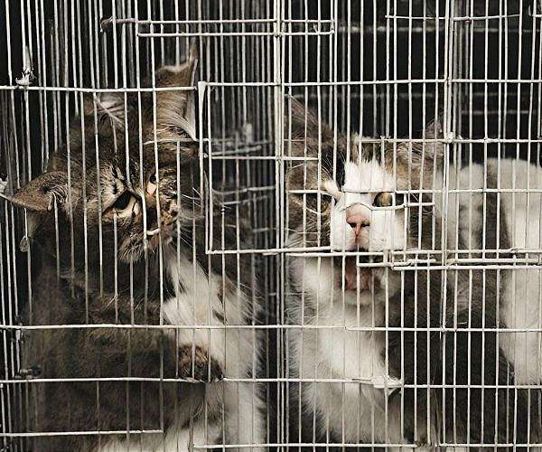 China's animal lovers fight illegal cat meat trade