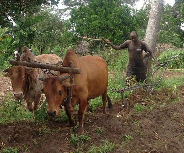 African cattle bred for toughness tested by climate change