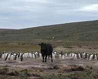 G20 carbon 'food-print' highest in meat-loving nations: report