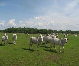 Grazing as a conservation tool