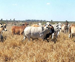 Livestock Boom Risks Aggravating Animal Plagues