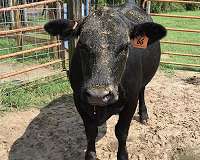 Growing pile of human and animal waste harbors threats, opportunities