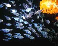 Study In Fish Finds No Such Thing As A Born Leader