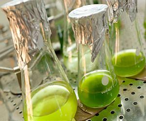 Garbage bug may help lower the cost of biofuel