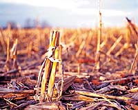 SunEthanol Collaborates With MBI To Scale-Up Cellulose BioEthanol Process
