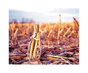 Motor fuel from wood and water?