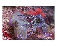Cephalopods could become an important food source in the global community