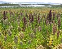 Miracle crop: Can quinoa help feed the world?