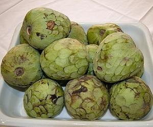 Seedless Cherimoya, The Next Banana