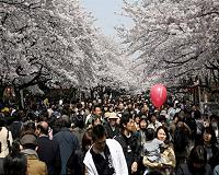 The art and science of Japan's cherry blossom forecast