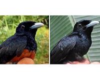 Dark plumage helps birds survive on small islands