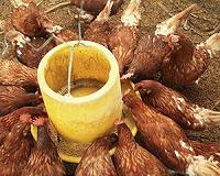 Second bird flu outbreak found on Dutch farm